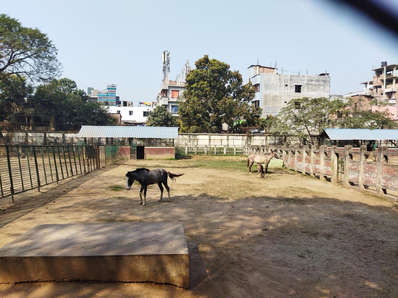 two horses standing on a dirt ground near a fence photo