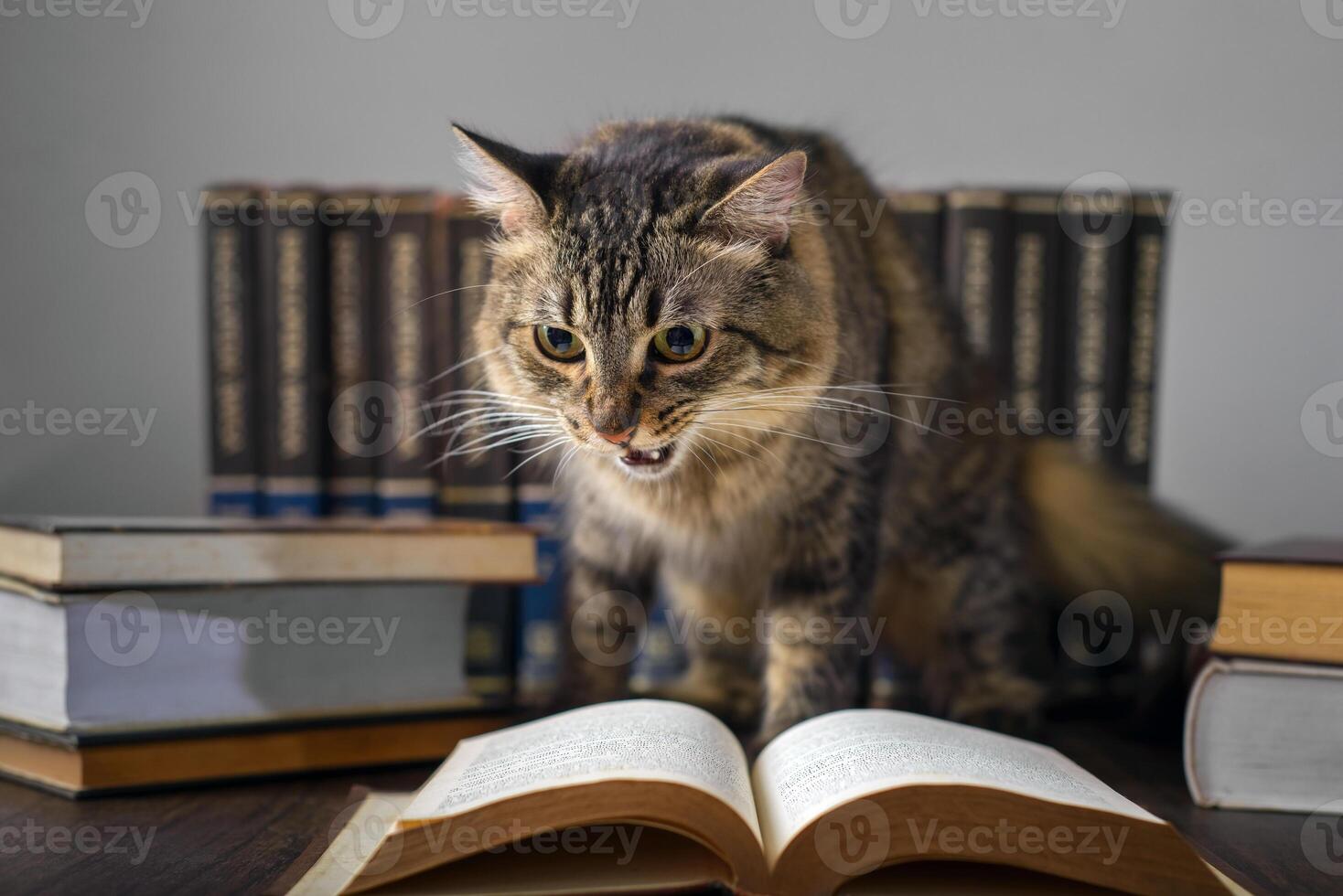 Concept of reading. World book day. Cat with books around pretending to read. photo