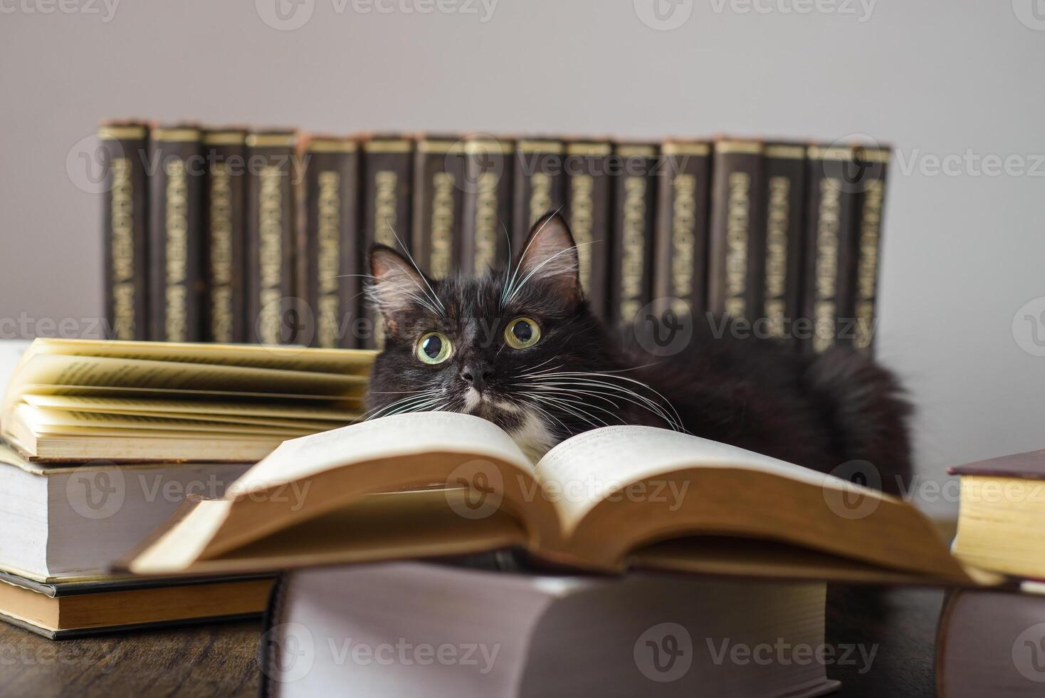 Concept of reading. World book day. Cat with books around pretending to read. photo