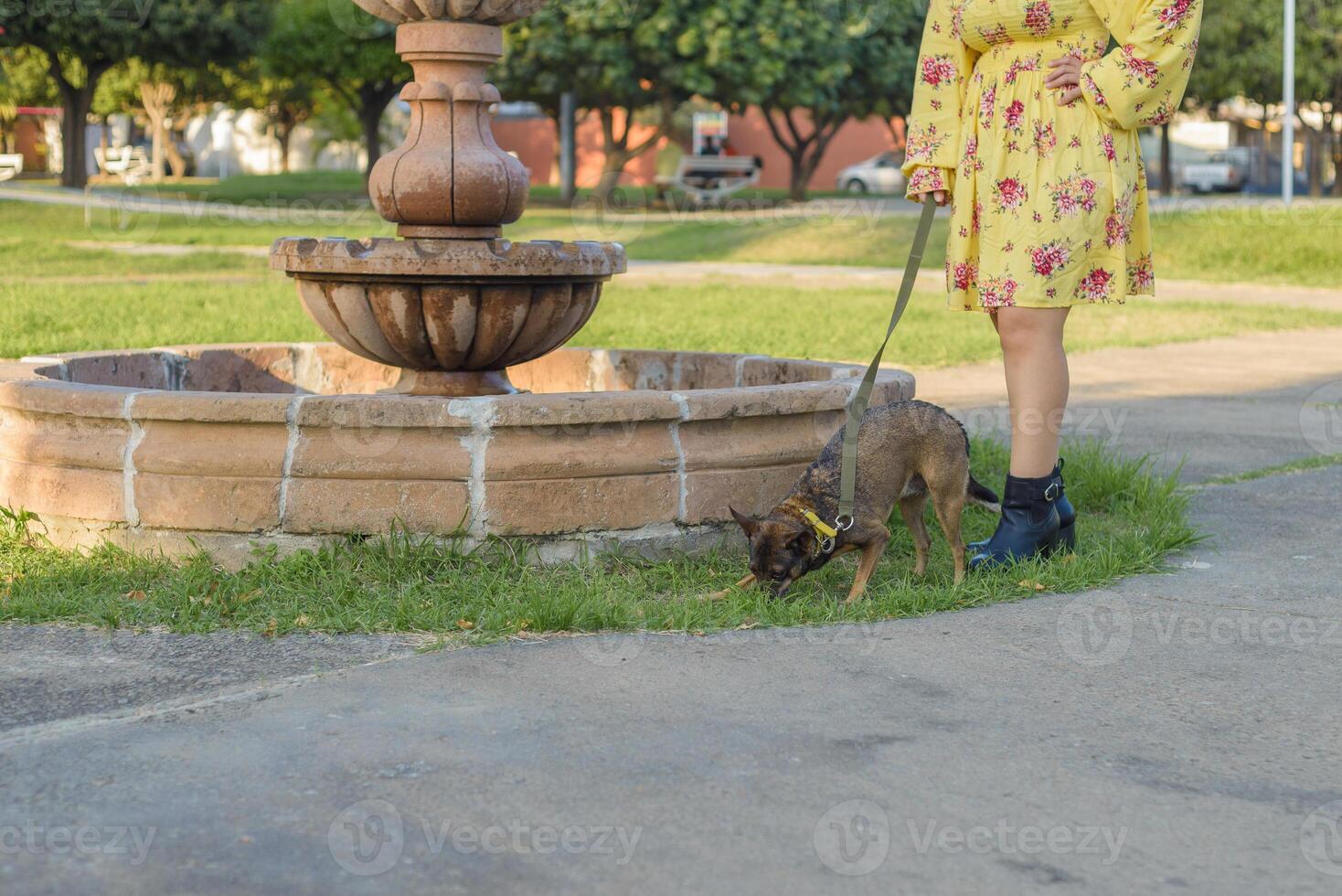 Woman walking with her pet in a public garden at sunset. Pet lover. photo