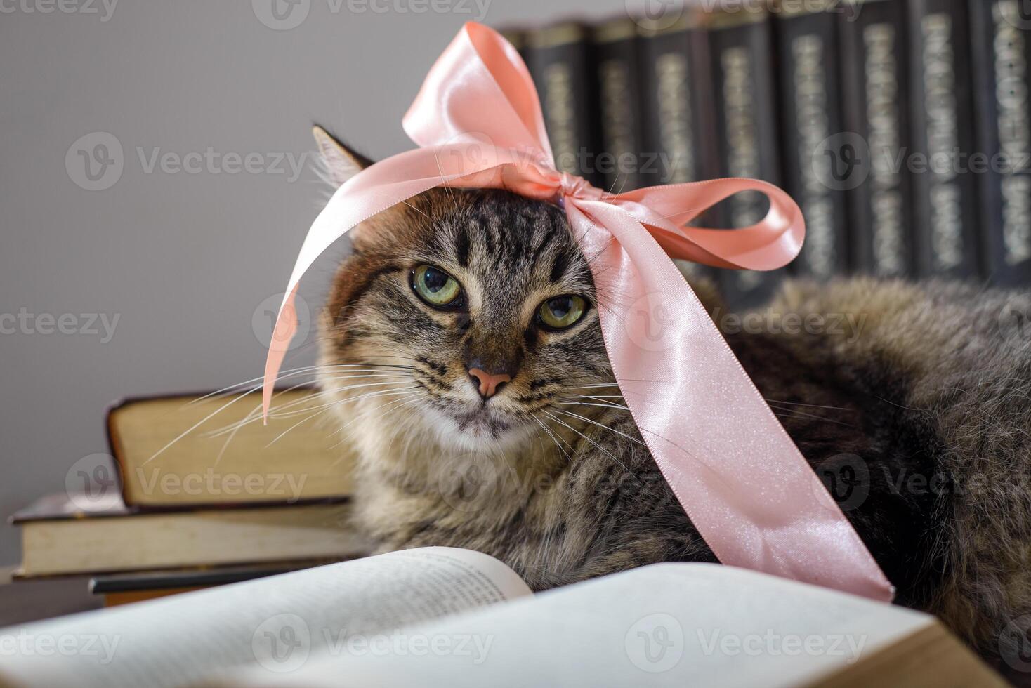 Concept of reading. World book day. Cat with books around pretending to read. photo