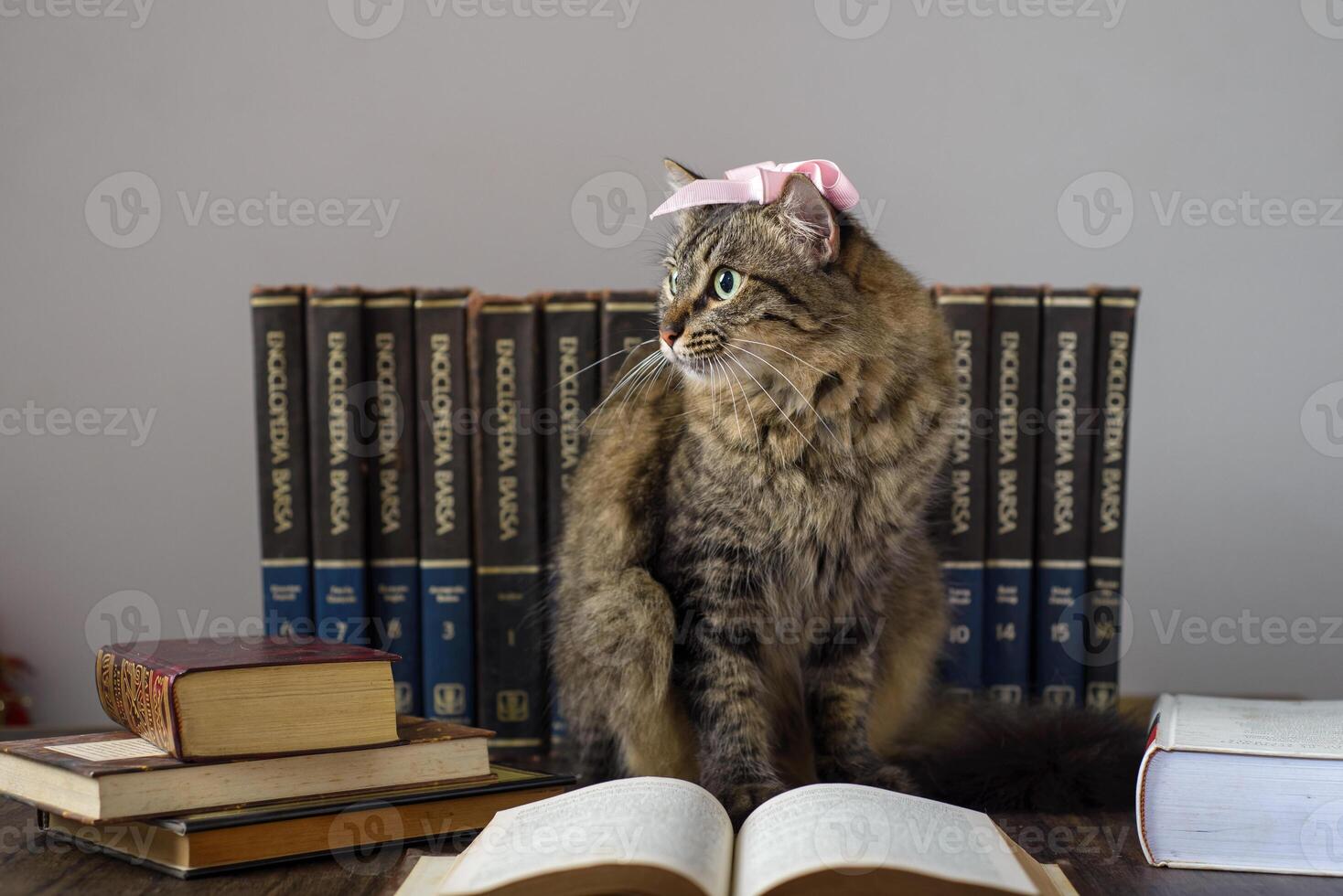 Concept of reading. World book day. Cat with books around pretending to read. photo