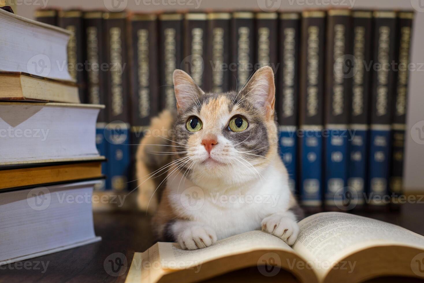 Concept of reading. World book day. Cat with books around pretending to read. photo