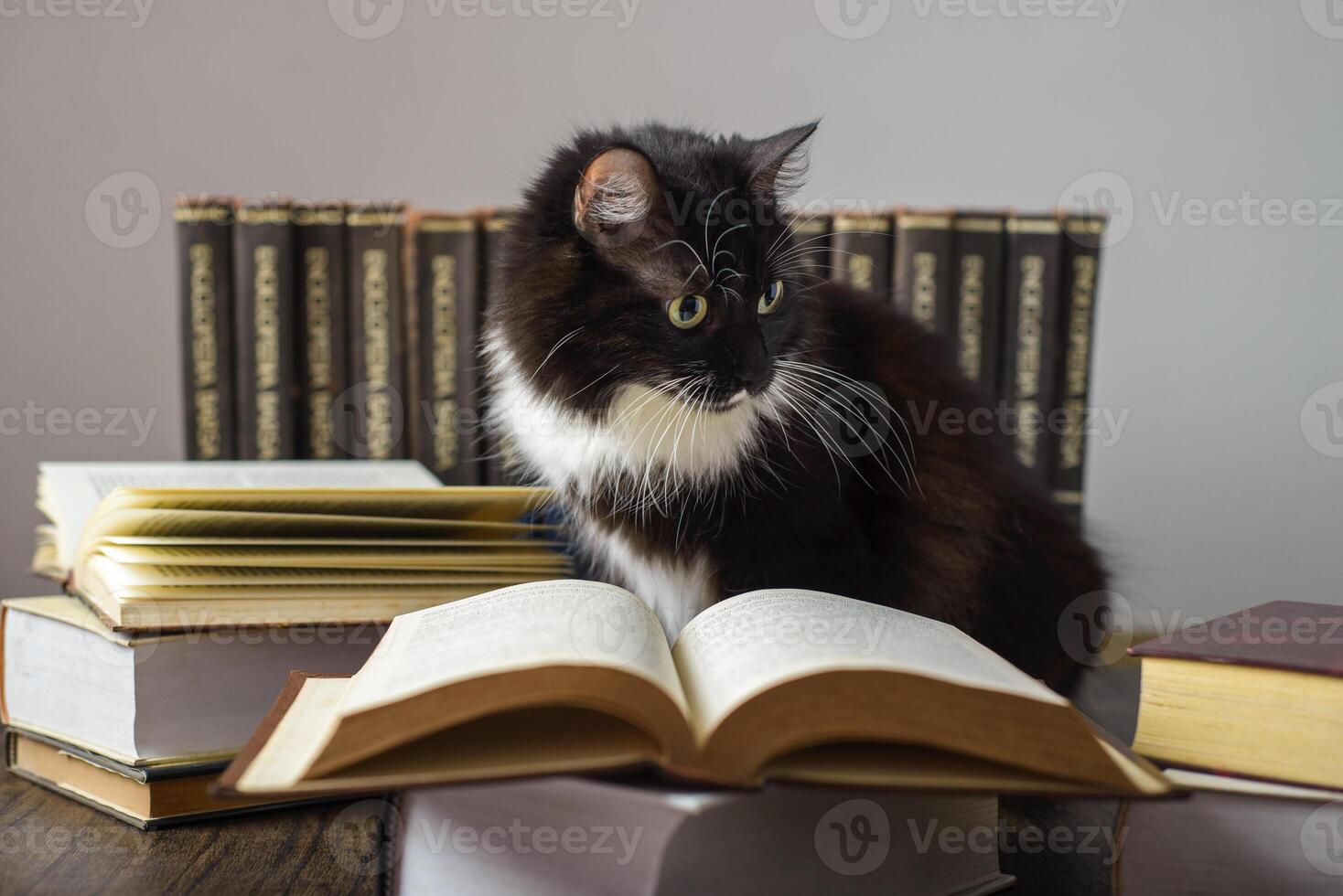 Concept of reading. World book day. Cat with books around pretending to read. photo