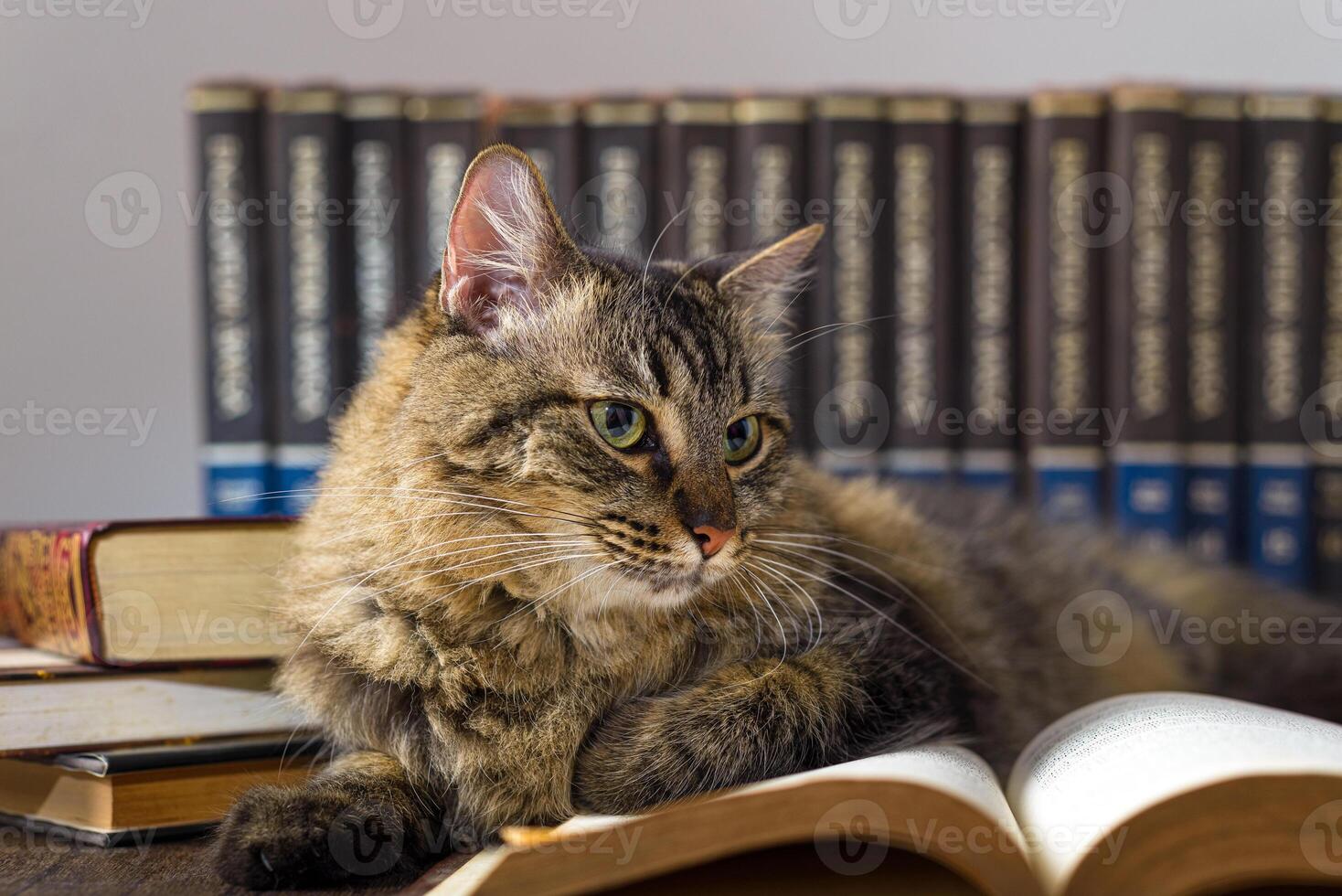 Concept of reading. World book day. Cat with books around pretending to read. photo