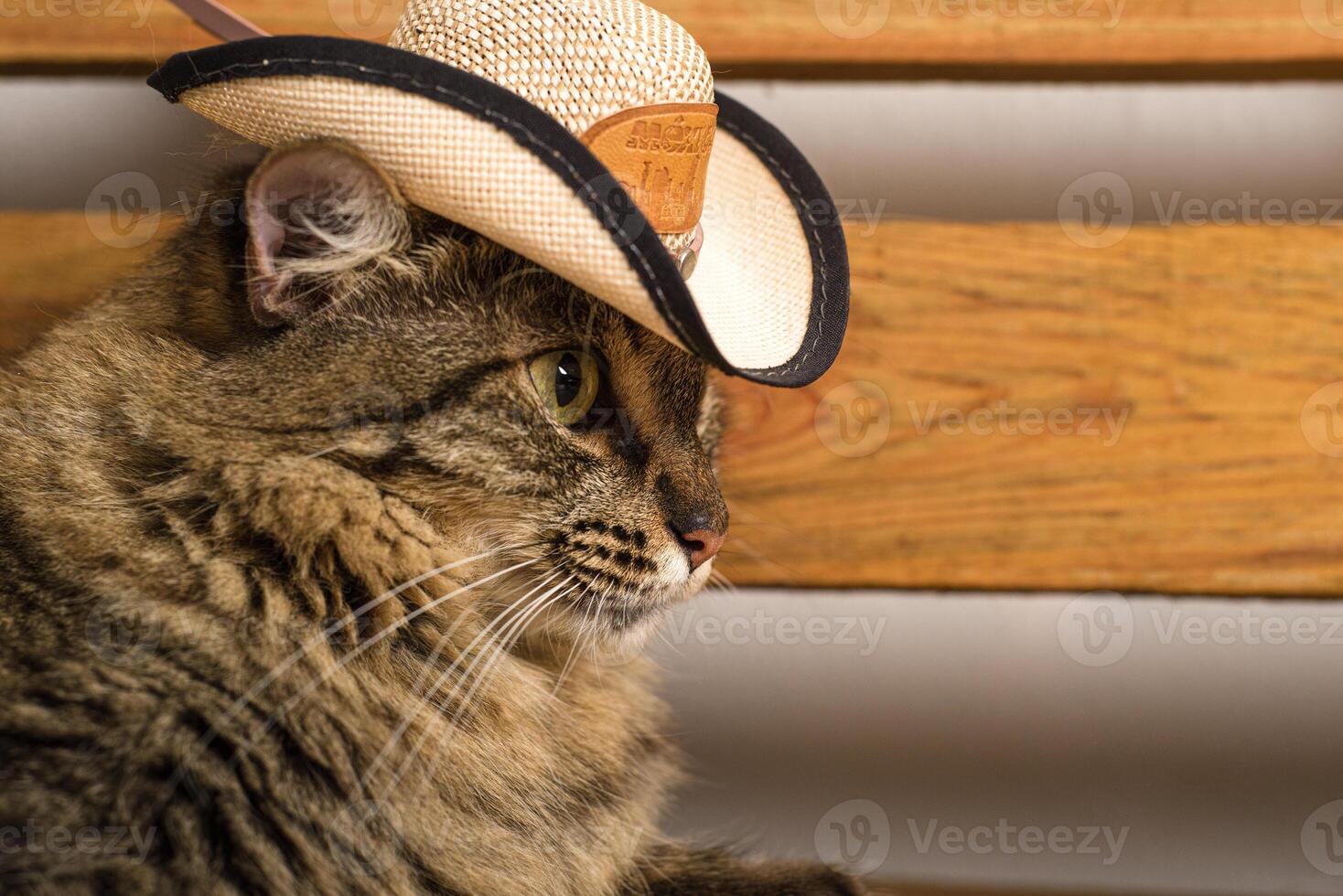 Cat wearing Mexican hat. Rustic wooden background. Cinco de mayo background. photo