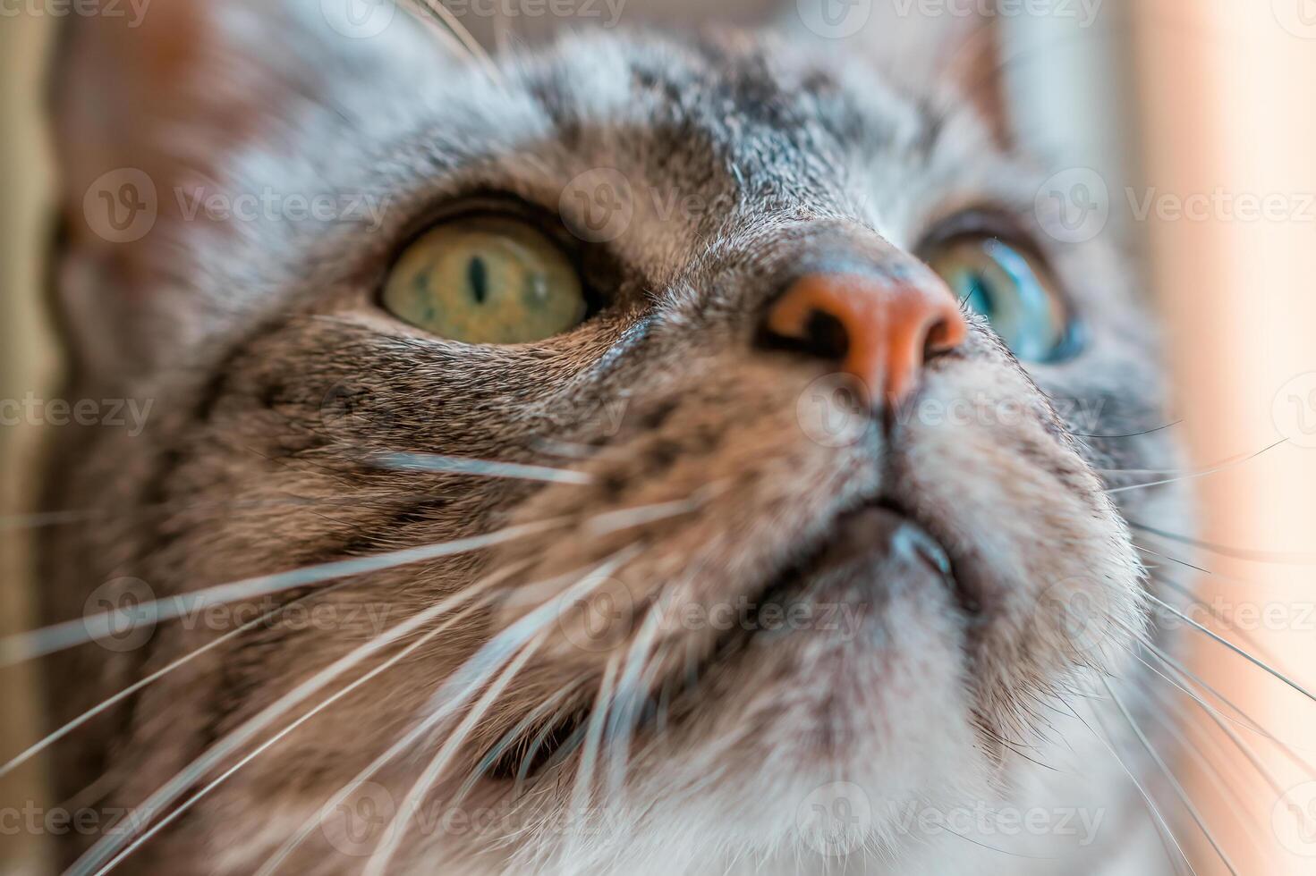 portrait of a cute cat while relaxing photo