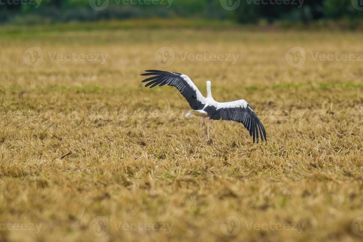 a great young bird on farm field in nature photo