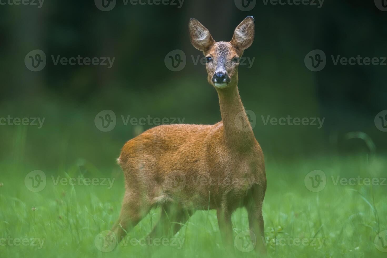 a young female deer on a green meadow photo