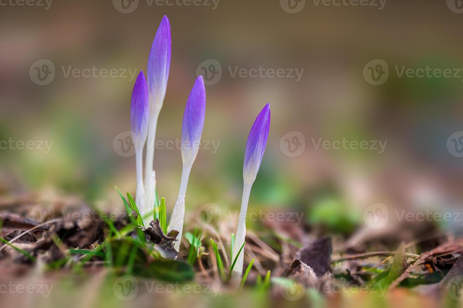 colorful crocus flower bloom in spring photo