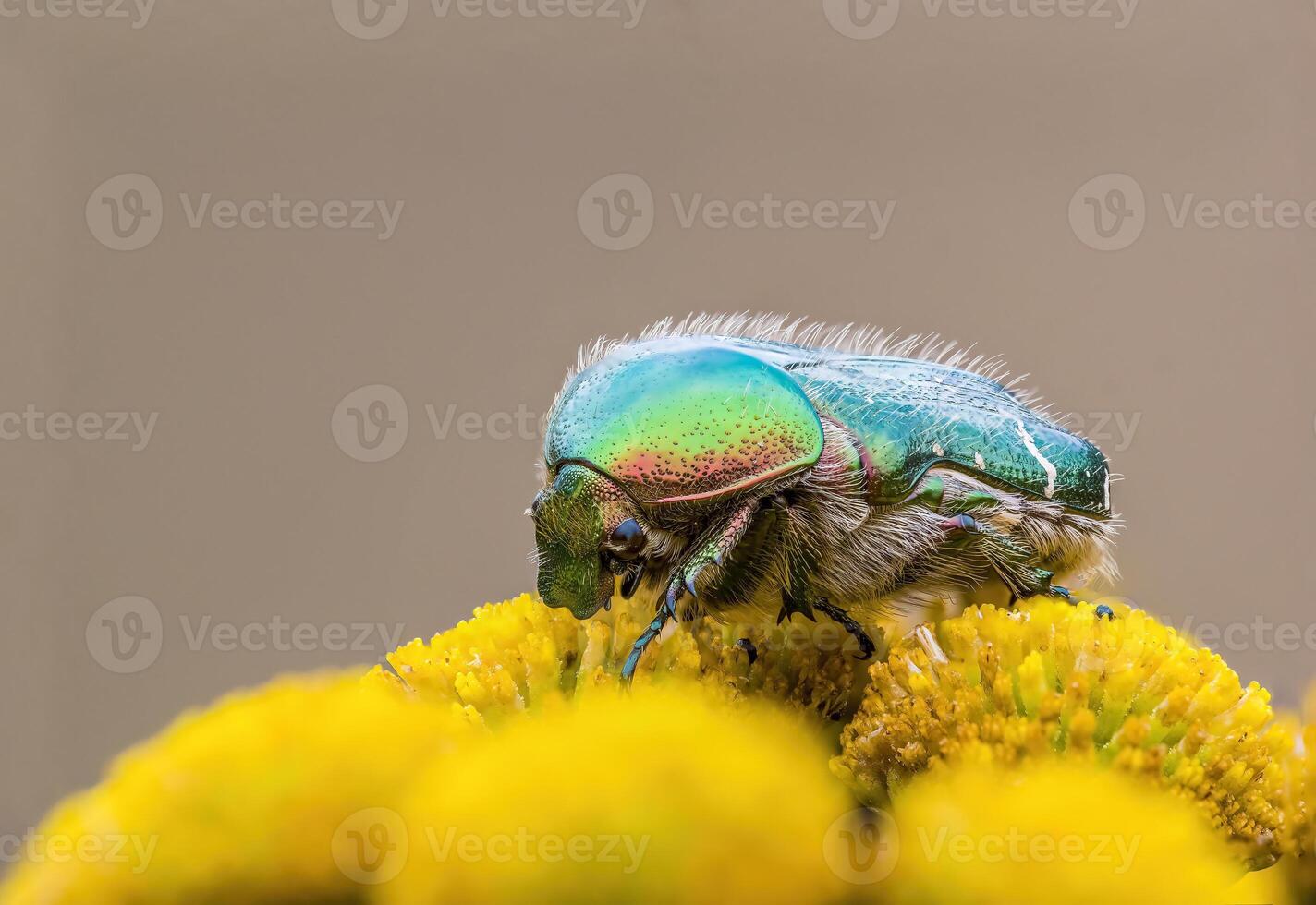 a Small beetle insect on a plant in the meadow photo