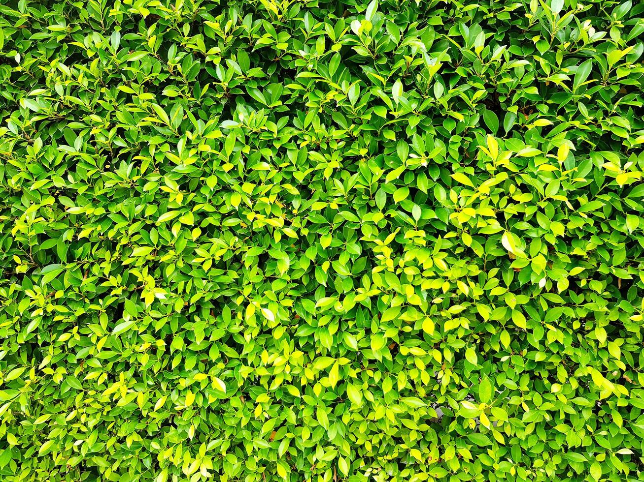 Pattern of many green leaf background and wallpaper at plants garden photo