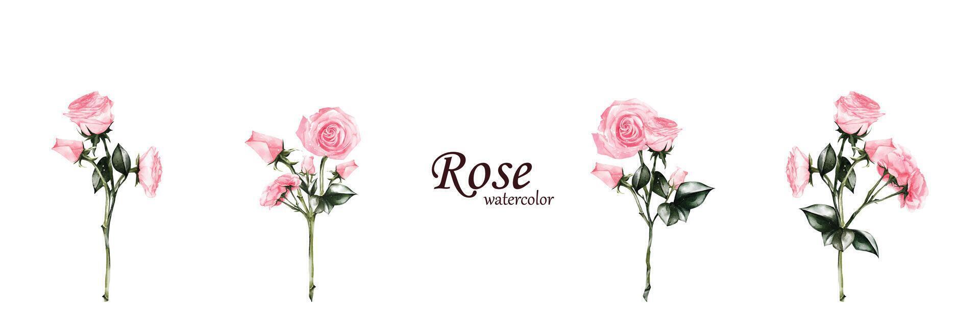 Set of watercolor pink rose bouquet isolated on white background vector