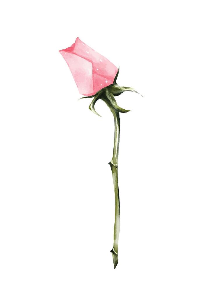 Pink rose watercolor design vector