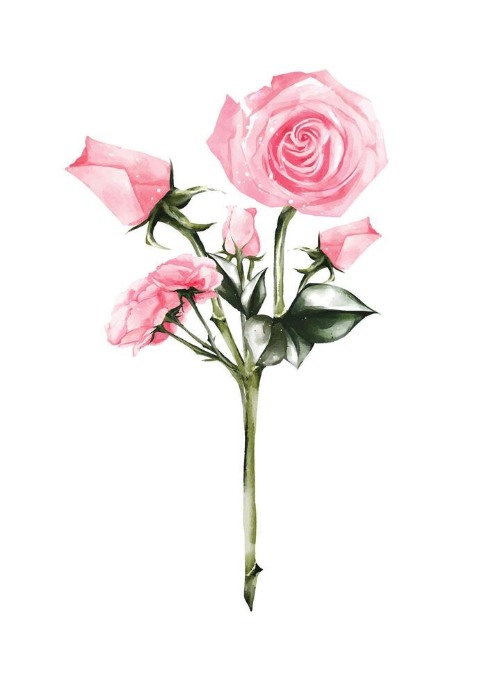 Watercolor of pink rose bouquet elements design vector