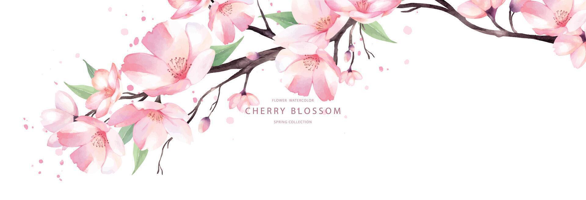 Cherry blossom watercolor background banner design vector