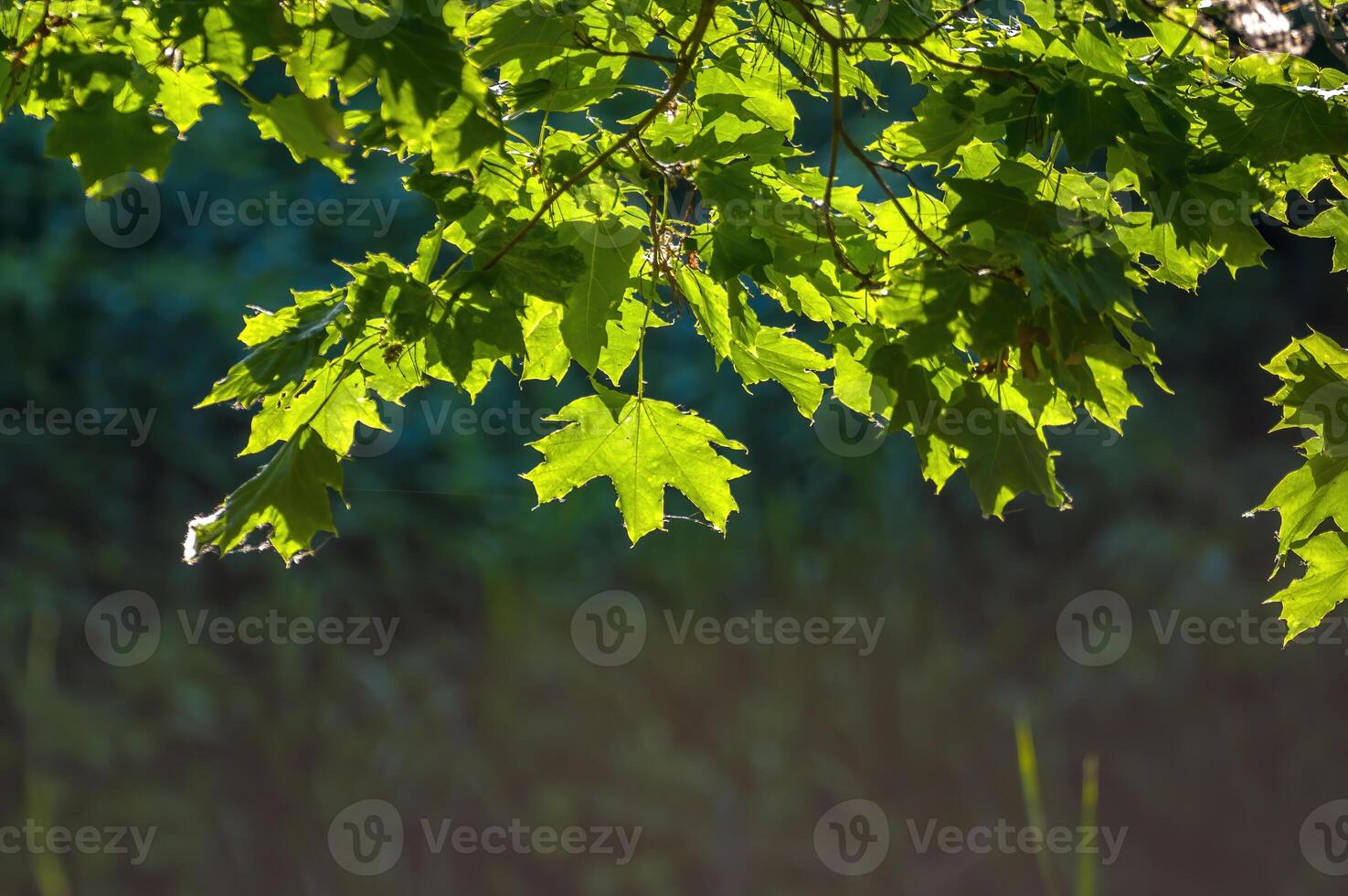 a fresh branch with green leaves in the forest photo