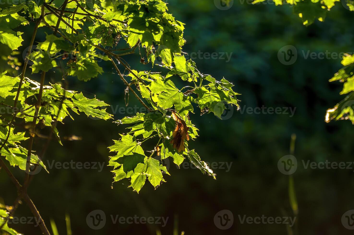 a fresh branch with green leaves in the forest photo