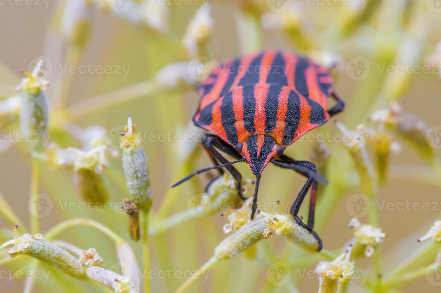 a Small beetle insect on a plant in the meadow photo