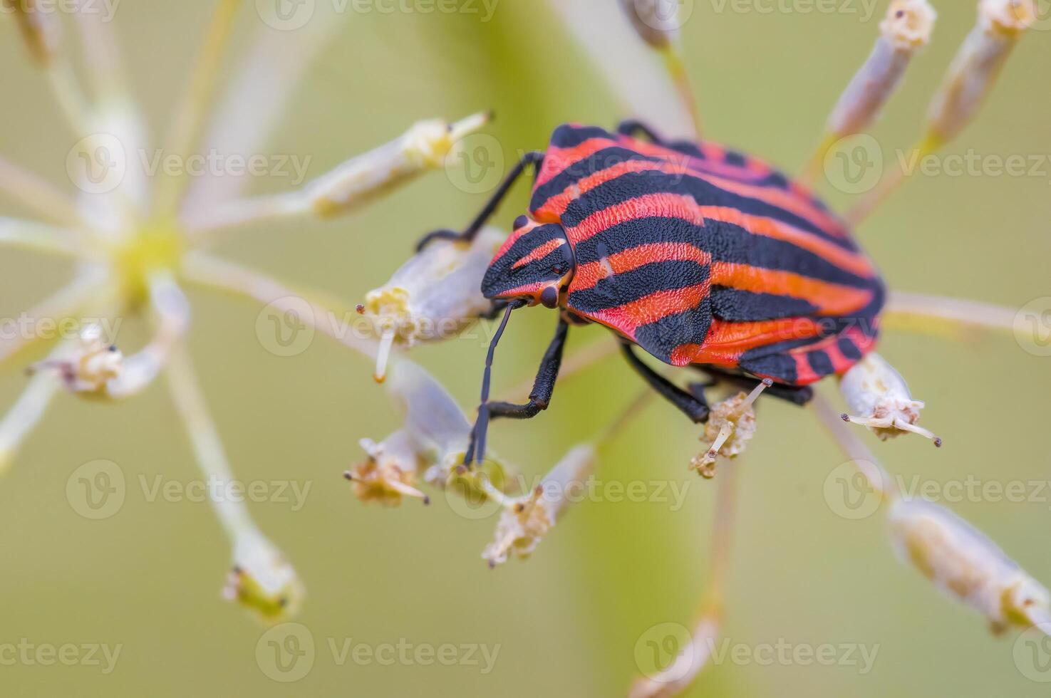 a Small beetle insect on a plant in the meadow photo