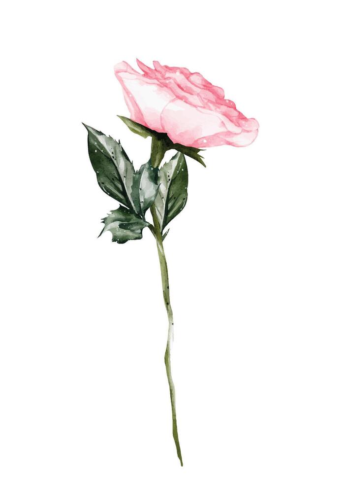 Watercolor pink rose blooming vector