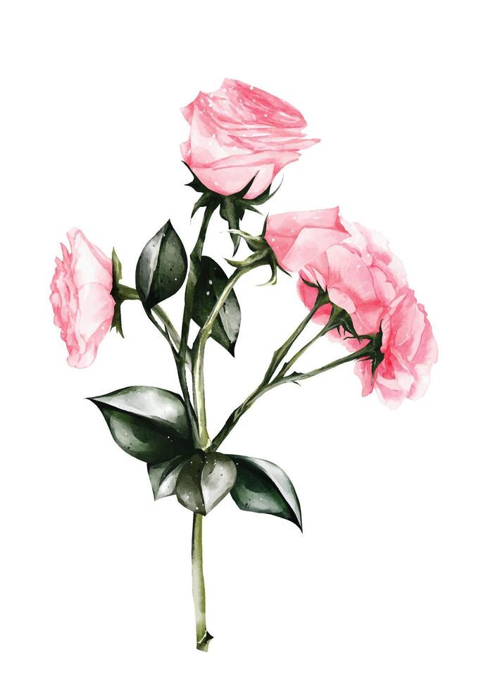 Watercolor of pink rose bouquet design vector