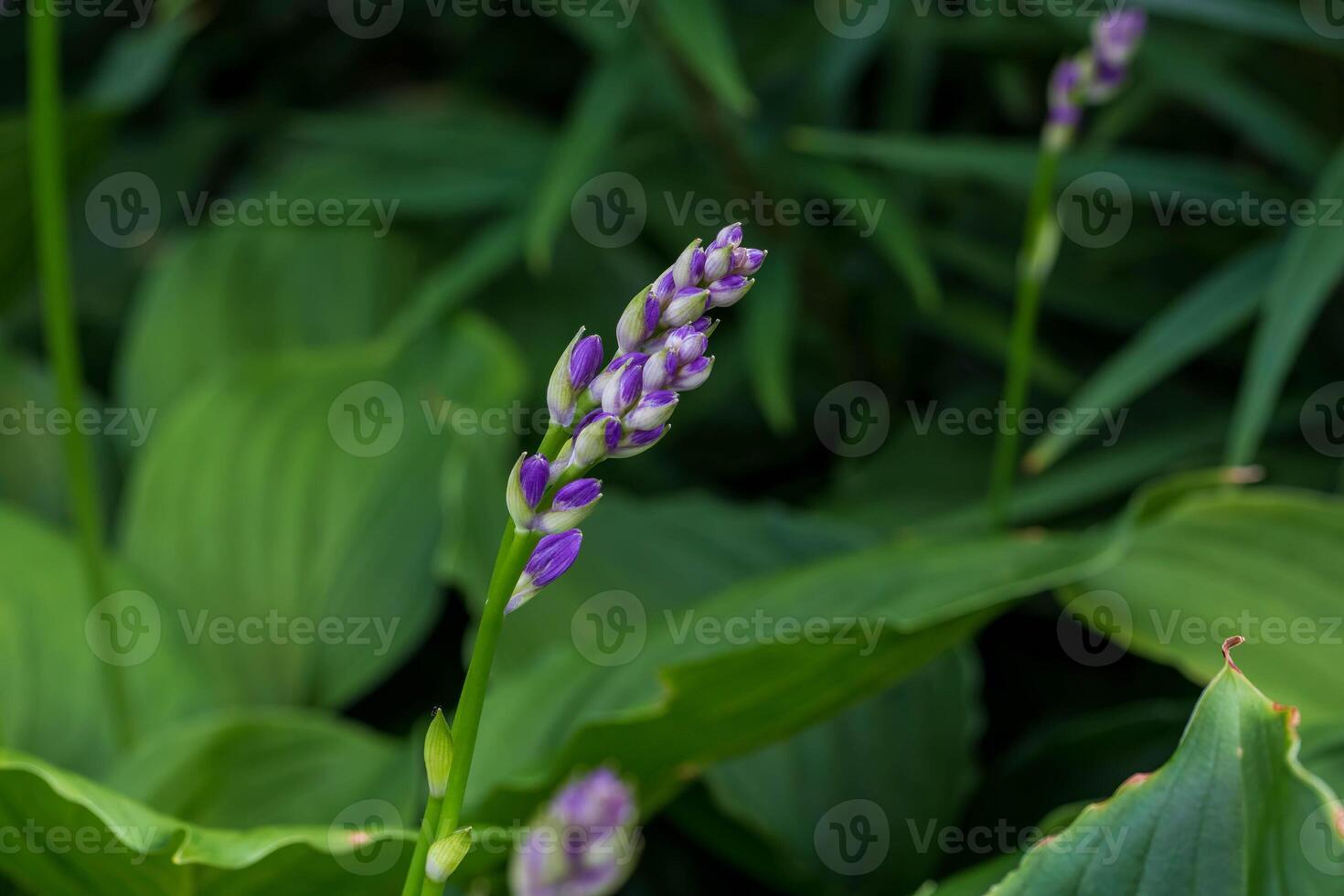 the purple Hostas are getting ready to bloom photo