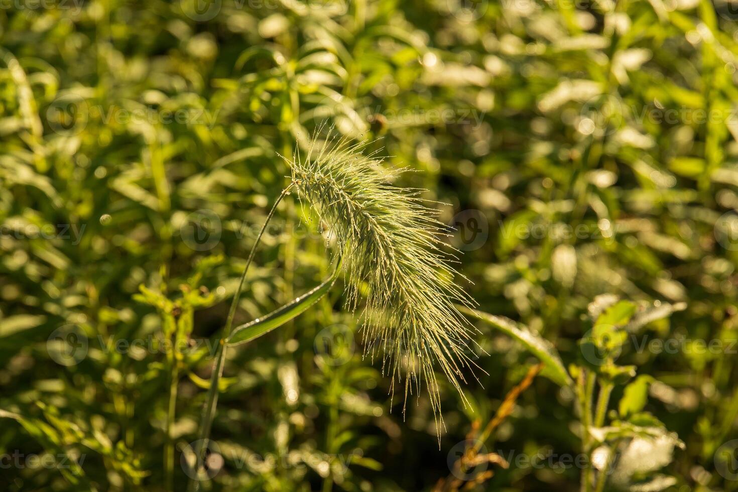 a close up of some bristly dogstail grass growing in a public garden photo