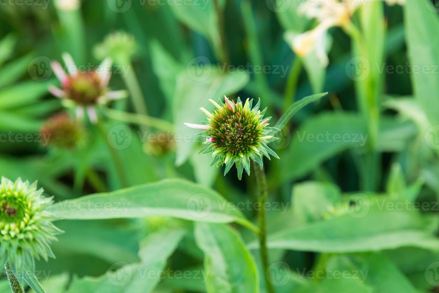 close up of a coneflower blossom in growing in the front garden photo