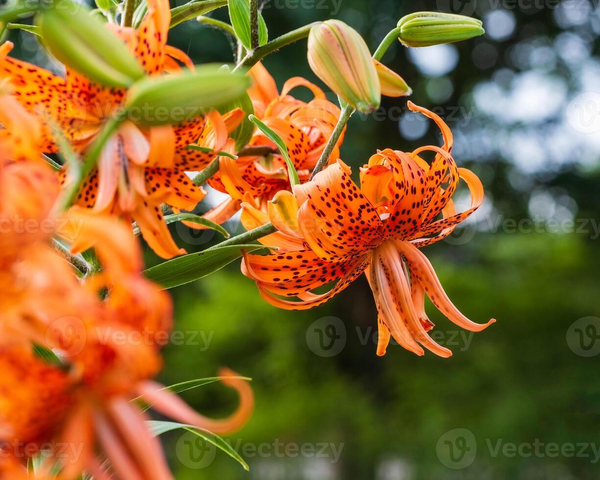 a side view of a double tiger lily bloom in the back garden photo