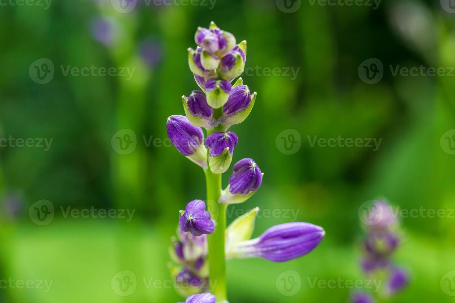 the purple Hostas are getting ready to bloom photo