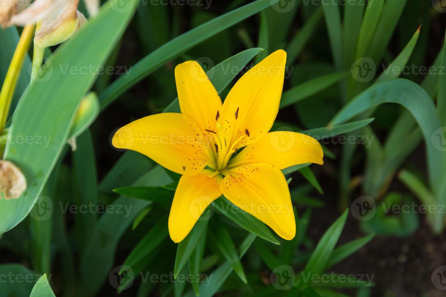 yellow lily blossom open in the front garden photo