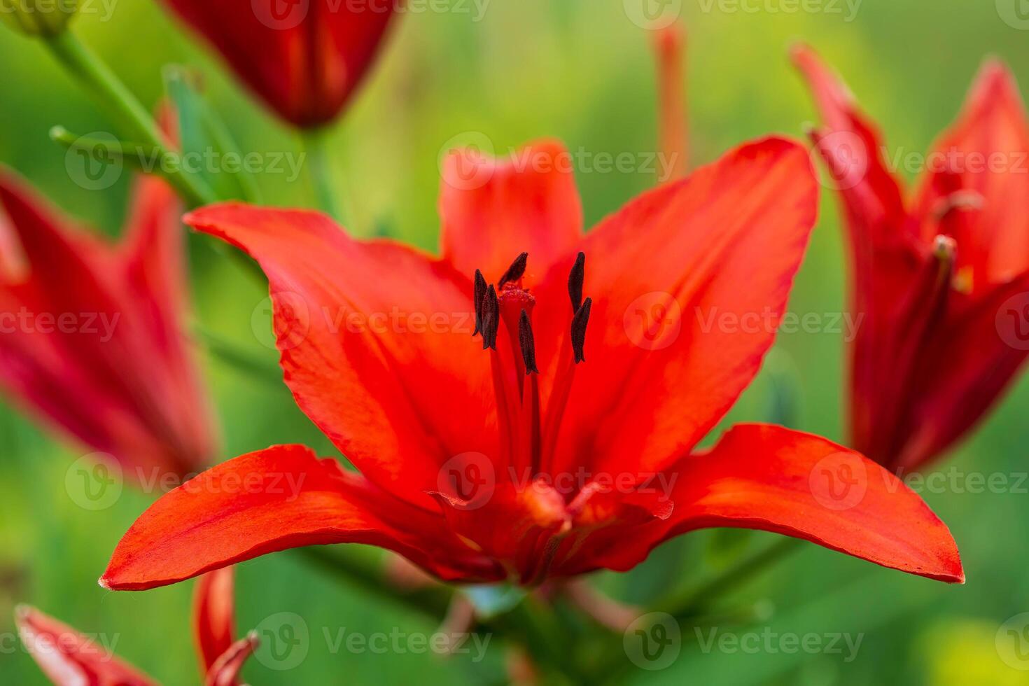 a close up of a red lily in the front garden photo