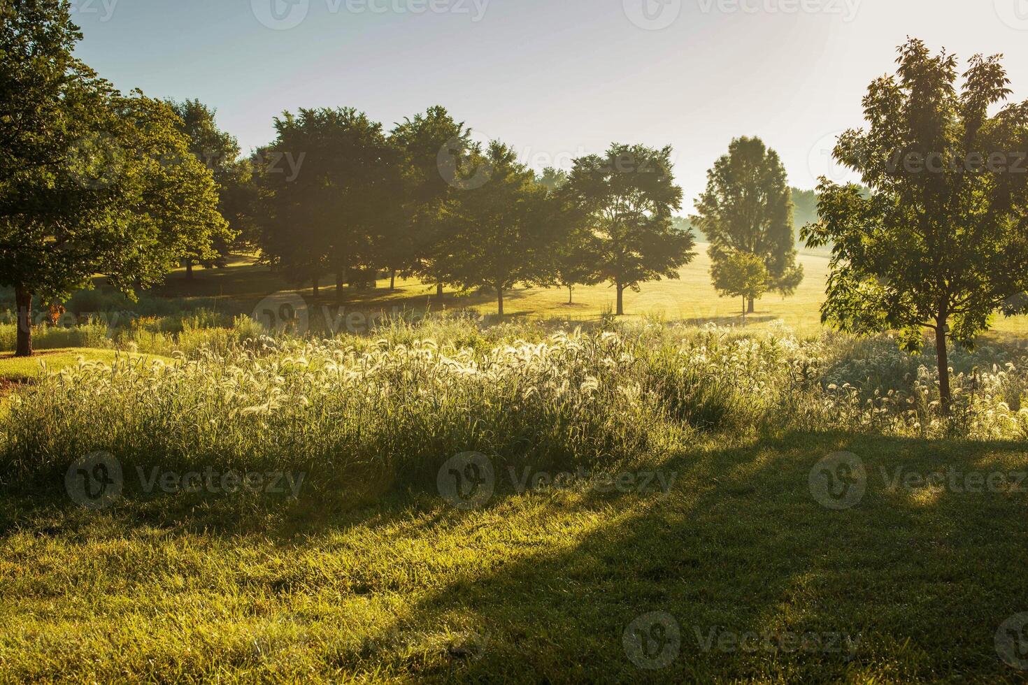 watching the fog burn off over a meadow in a city park at sunrise photo