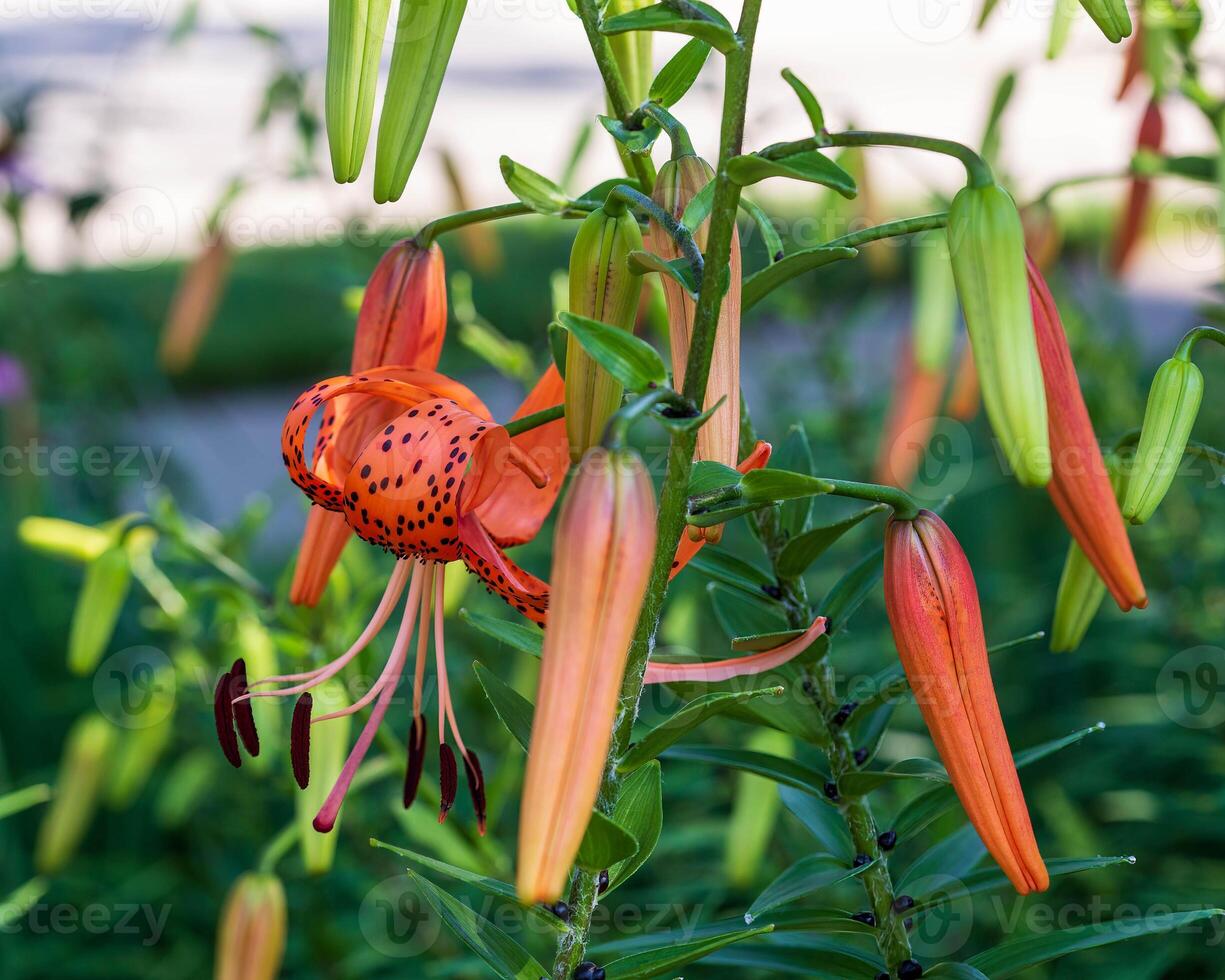 the multiple phases of tiger lilies in the front garden photo