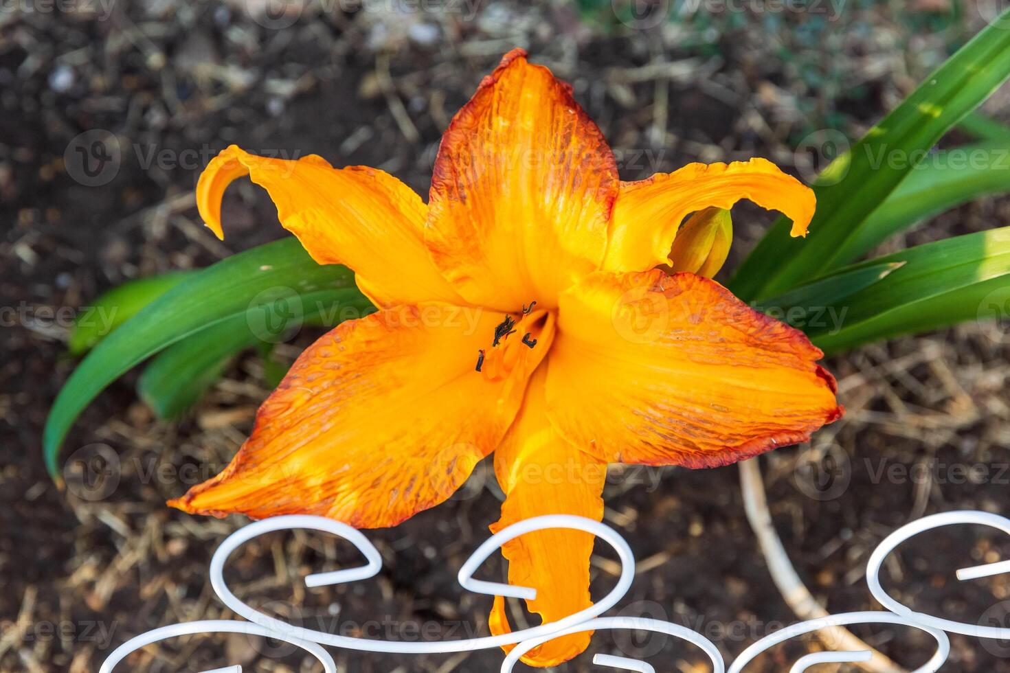 Primal Scream Daylily blooming for the very first time photo