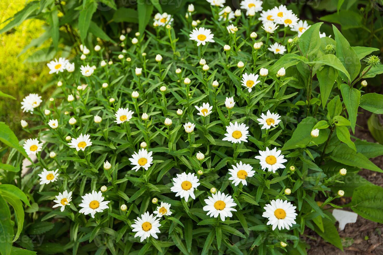 wide angle view of a medium sized cluster of white daisy blossoms photo
