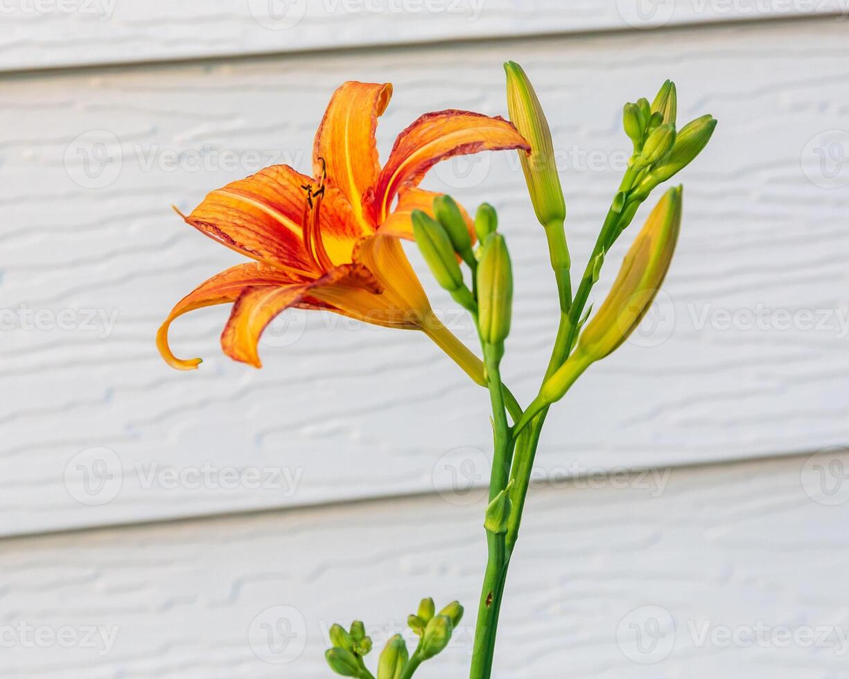 side view of a orange daylily in the south garden photo