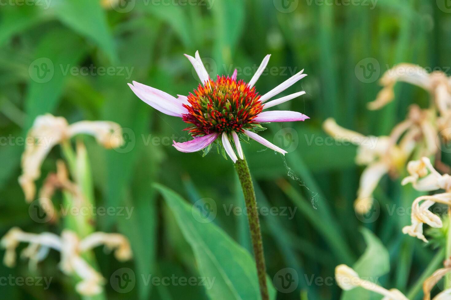 close up of a coneflower blossom in growing in the front garden photo