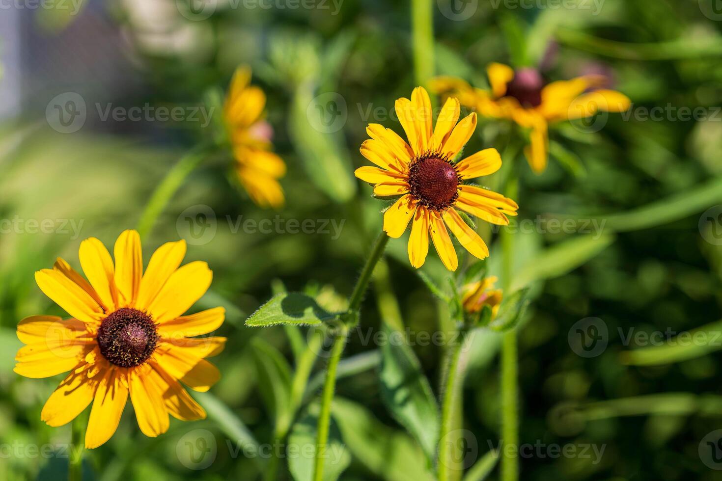 a group of Black-eyed Susan blooming in the back garden photo