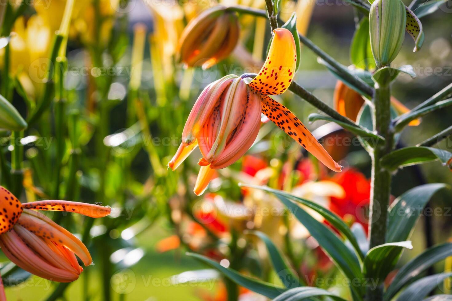 here is one of the first Tiger Lilies to open in the back garden photo