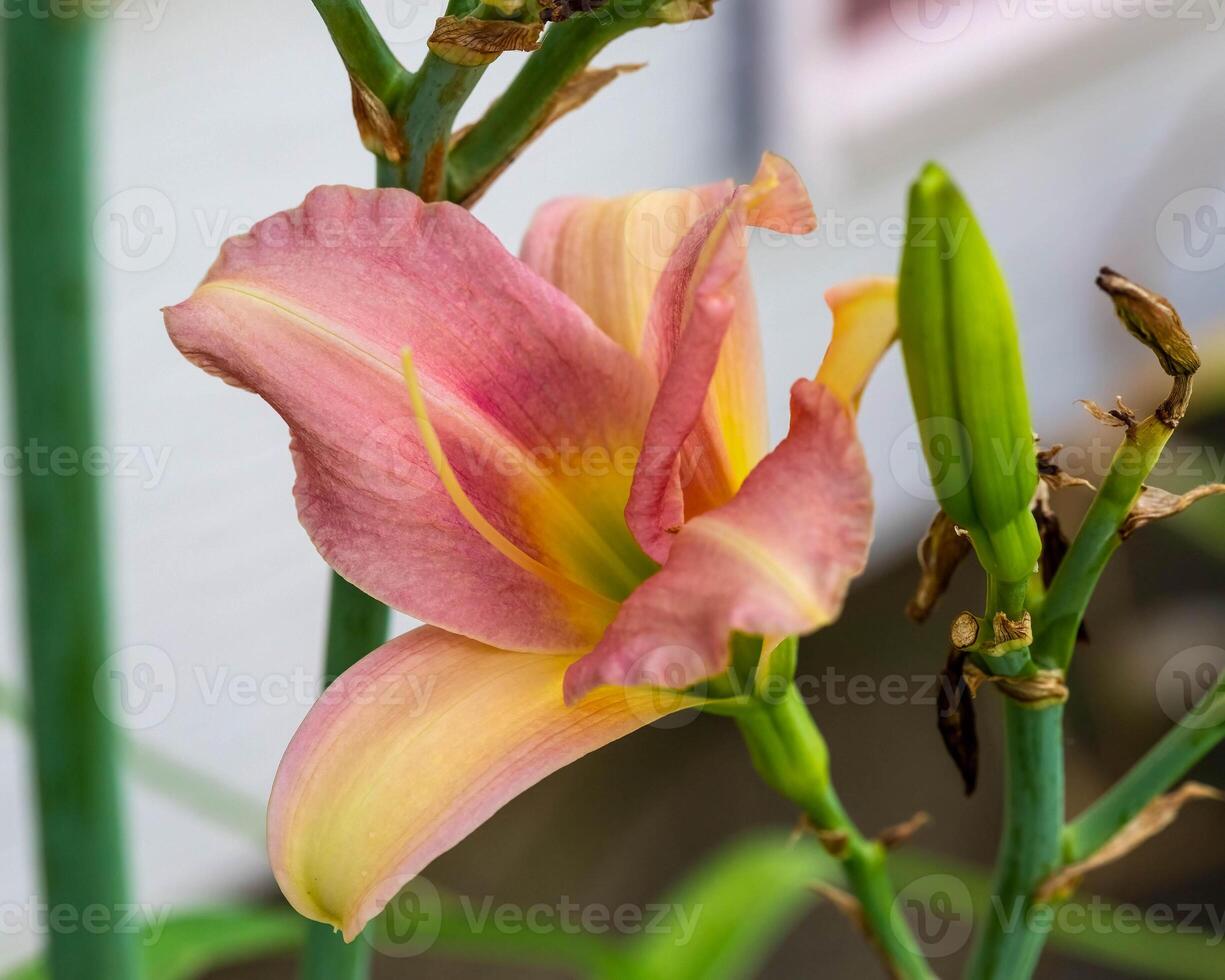 a pink and yellow lily blooming in the Lily garden photo