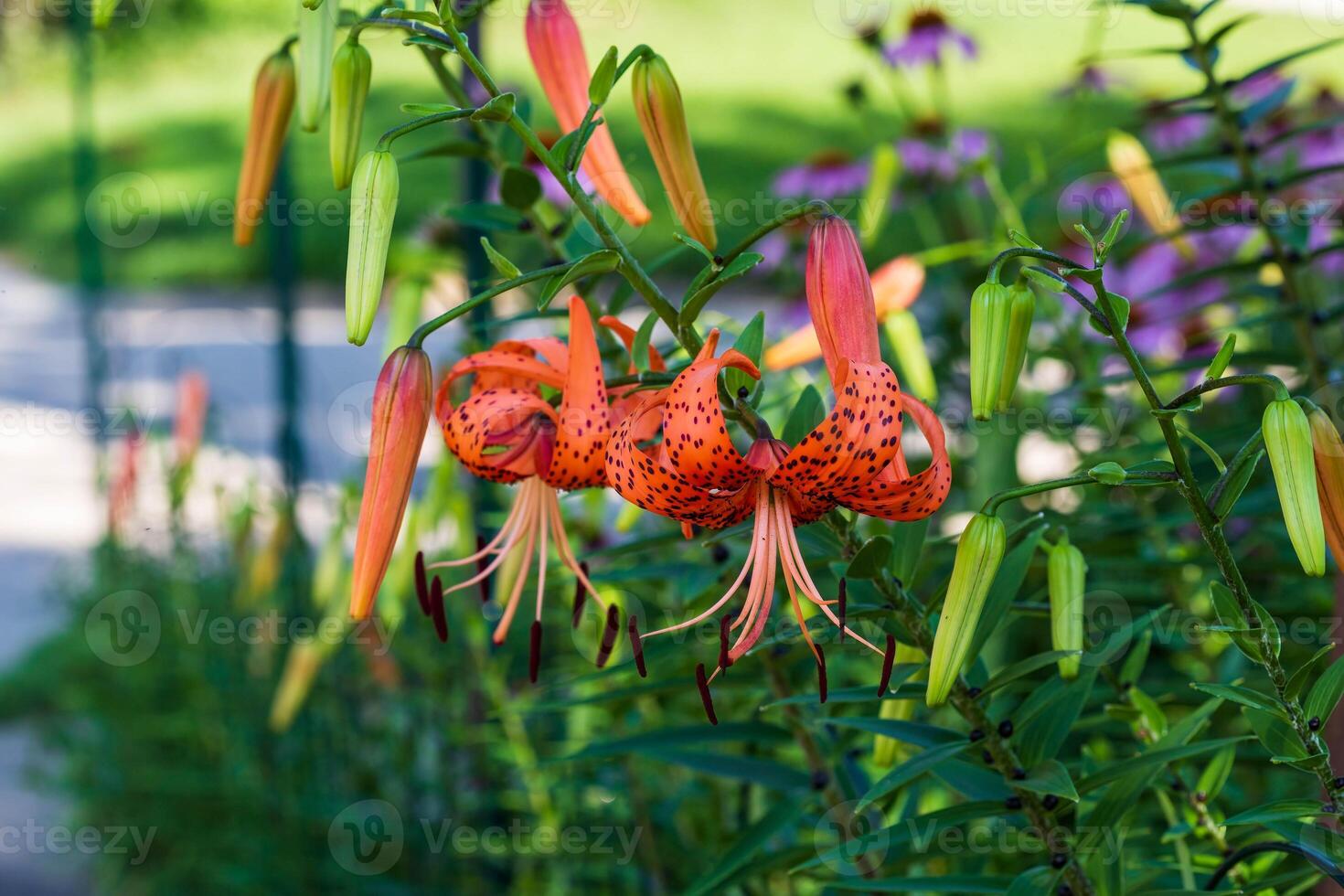 multiple tiger lilies blooming in the front garden at dawn photo