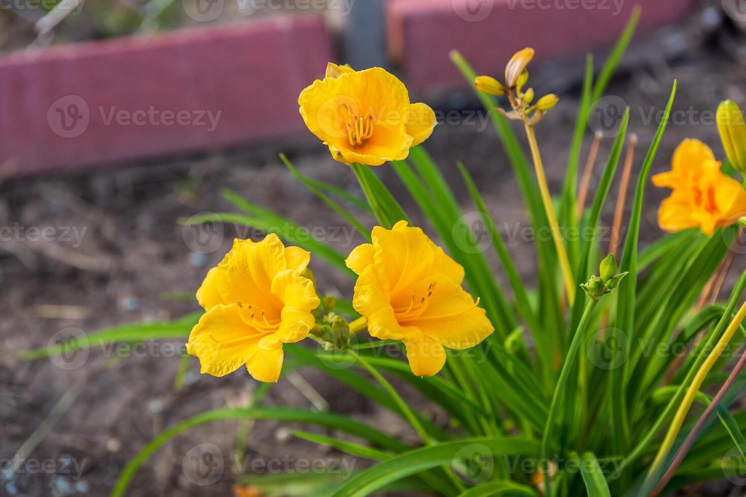 front view of a yellow daylily in the back garden photo