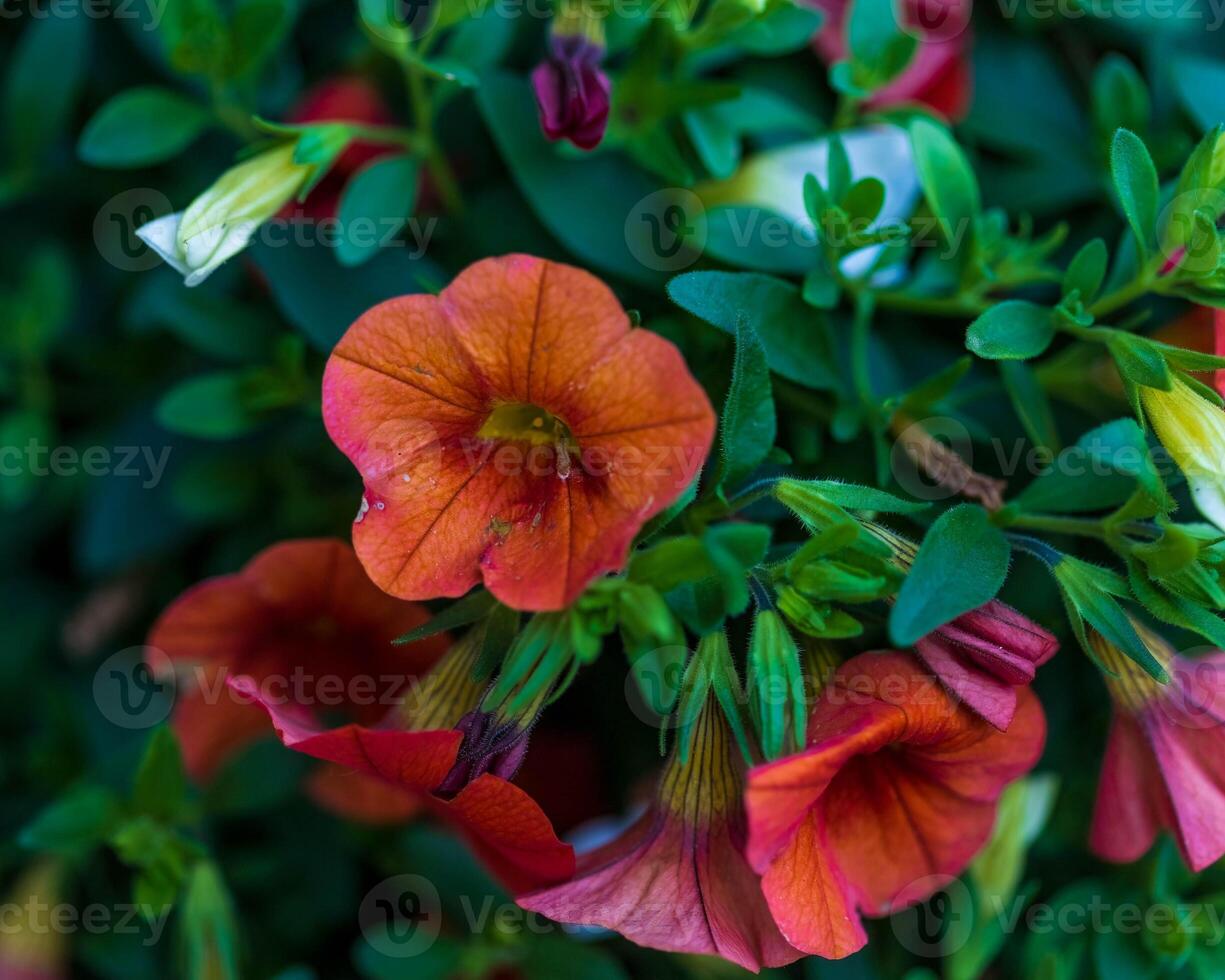 un cerca arriba de un naranja millón campanas floración en el frente porche foto