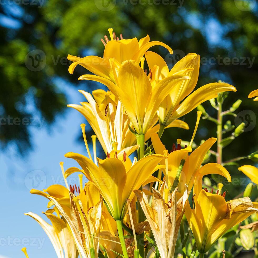 a large cluster of yellow lilies in the back garden photo