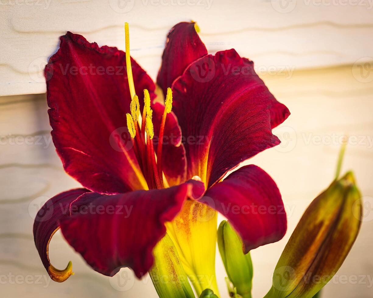 the first deep red lily bloom of the season photo