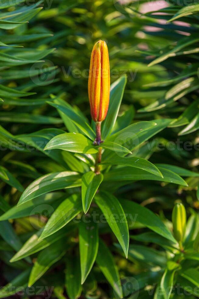 still waiting for the first lily bloom of the season to open photo
