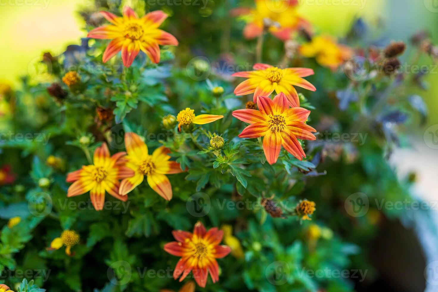 un grupo de hoguera fuego Biden en un flor maceta en el patio foto