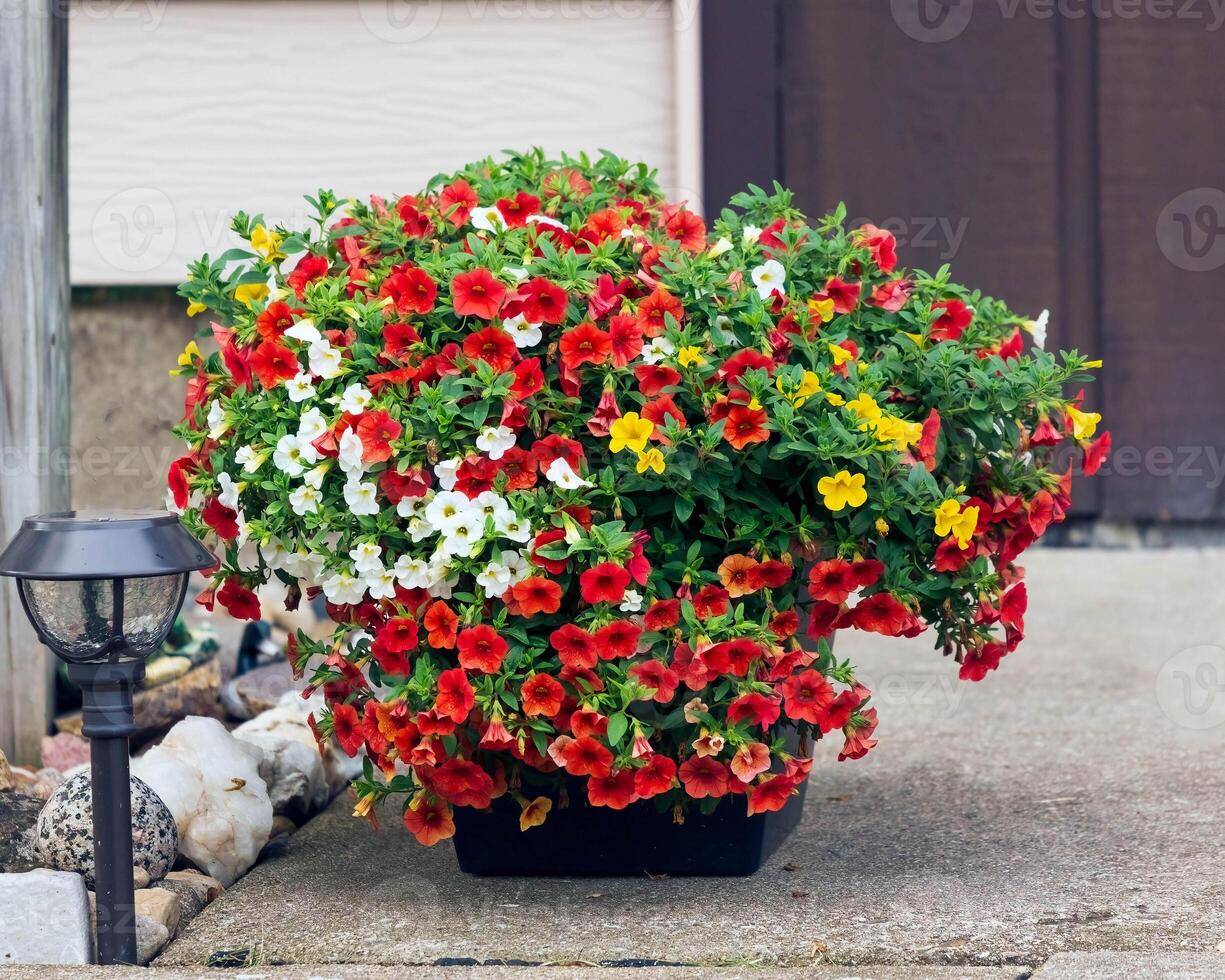 a planter full of red, yellow and white Million Bells photo